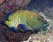 Simple Change to Fishing Gear Could Help Protect Coral Reefs From Climate Change
