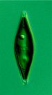 Scientists Making Biofuel by Milking Oil From Algae
