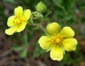 Tracking Climate Change by Observing Flowers