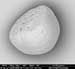 Abnormally Large Fish Ear Bones Being Caused by High Carbon Dioxide Levels