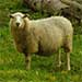 Shrinking Sheep and Their Connection to Climate Change