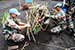 Peace Keepers Plant Trees to Help Save the Planet