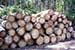 Spanish Forestry Unsustainable Due to Energy Consumption