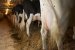 Biogas Engines Generating Renewable Power From Cow Manure Methane