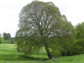 Protecting Local Tree Populations