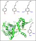 Enzyme Could Lead to Plants that are Easier to Convert to Biofuels