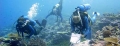 Wealth of Information About Coral Reefs and Threats from Human Activities