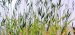 Biologist Map DNA of Grass with Potential as a Cellulosic Biofuel