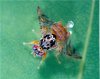 Pest Control without Pesticides
