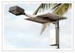 TSL Series Solar Street Lights from Sol