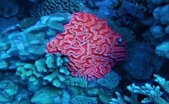 New eDNA Tool Research Helps Scientists Find Deep Sea Corals
