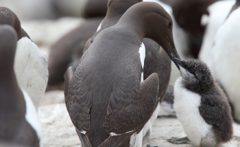 Study Suggests Marine Heatwave Killed One Million Seabirds During 2015 and 2016