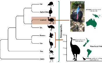 Missing Link in Palaeognath Evolution