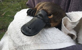 Platypus on Brink of Extinction