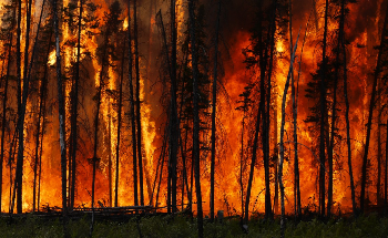 Distant Wildfires Contribute to Increased Pollution Concentration in New York City
