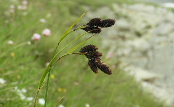 Global Warming Potentially Impacts Processes Responsible for Biodiversity