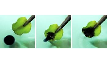 Eco-Friendly Method can Help Remove Oil from Water Surfaces