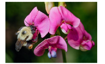 New Technique Predicts Species Extinction Induced by Climate Change