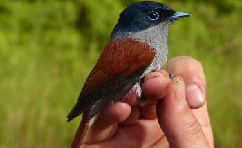 Biologists Uncover Shape of Fundamental Global Relationships that Determine Bird Diversity on Islands 