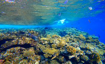 Coral Reefs Face Elimination by the End of the Century