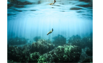 Conservation Efforts Should be Increased to Preserve Marine Biodiversity