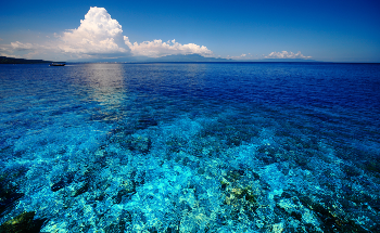 Sunscreen Pollution Proves Highly Toxic to Coral Reefs