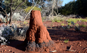 Termite Mounds Map Path to Low Emissions Future