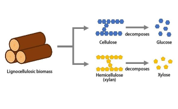 Novel Method Improves Production of Chemicals from Biomass