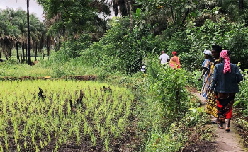 Guinea-Bissau and IFAD Partner to Build Farmers’ Resilience to Climate Change