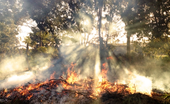 Scientists Uncover How Invasive Plants Gain a Head Start After Fire