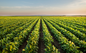Study Finds Reductions in Ground Ozone, Air Pollution Could Increase Crop Yield