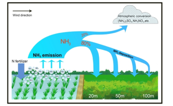 Ammonia Deposition can Reduce its Entry into Atmosphere