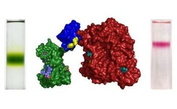 Protein System Enables Sustainable Solar-Powered Devices