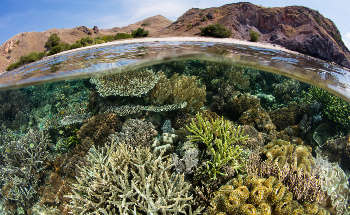 How Renewable Energy Developments are Threatening Key Biodiverse Areas