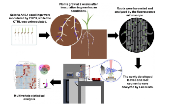 Maintaining High Crop Yields with Reduced Nitrogen Fertilizers