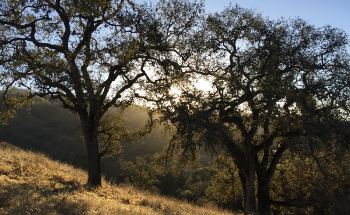 Study Examines Change in Forests in Response to Global Warming