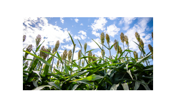 Harnessing the Power of Plants for Cheaper Production of Biofuels