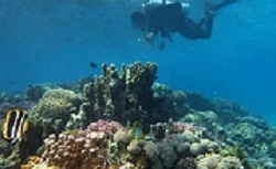 Climate Change to Impact Complex Food Webs in the Oceans