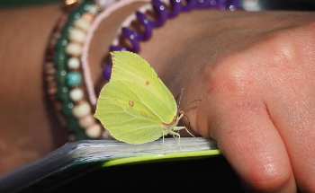 Butterfly Conservation Launches Plea to Public to Help Monitor Butterflies While Its Scientists are in Lockdown