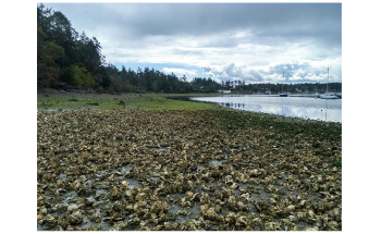 Oysters May not be Good Indicators of Pollution in Estuaries