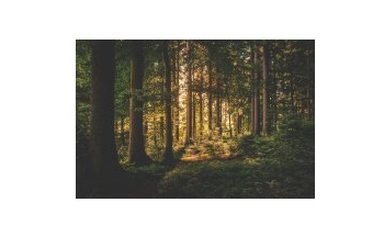 Study Analyzes Climate-Driven Abrupt Shifts in Vegetation