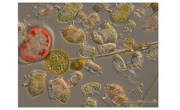 Study Shows Impact of Climate Change on Shelf Seafood Webs