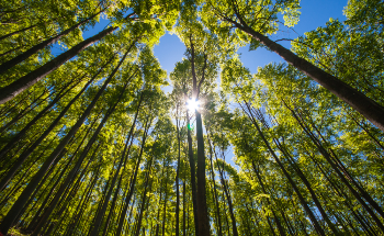 New Laser-Based Technique for Effective Degradation of Cellulose into Biofuel