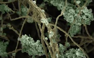 Satellite Data can Enable Early Detection of Harmful Algae
