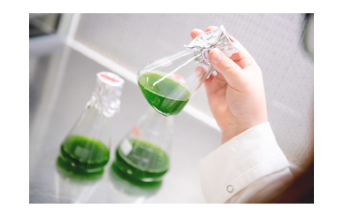 New Discovery on Algae Could Enhance Environmental Safety in Chemical Industry