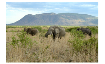 Study Investigates Role of Ecosystem Engineers in Natural Histories