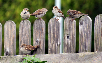 Earthwatch Launches a New Platform, Naturehood, to Protect Biodiversity in the North West