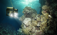 Overexploitation, Climate Change Account for Major Decline in Global Oyster Population
