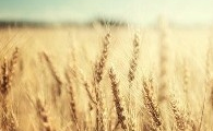 New Study may Lead to Major Improvements in Crop Yield