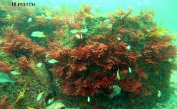Fish Reef Domes A Boon for Environment, Recreational Fishing